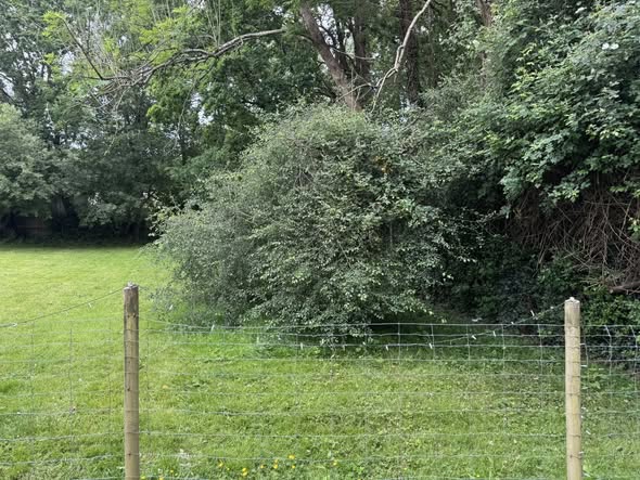 Shrub & Tree Work