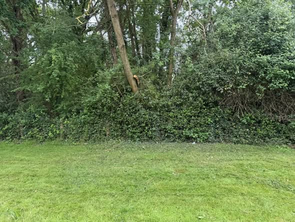 Tree branch removal project - after
